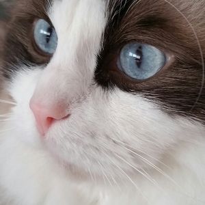 Meet your Posher, Lynette